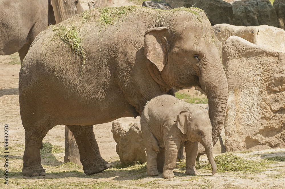 Naklejka premium Elephant