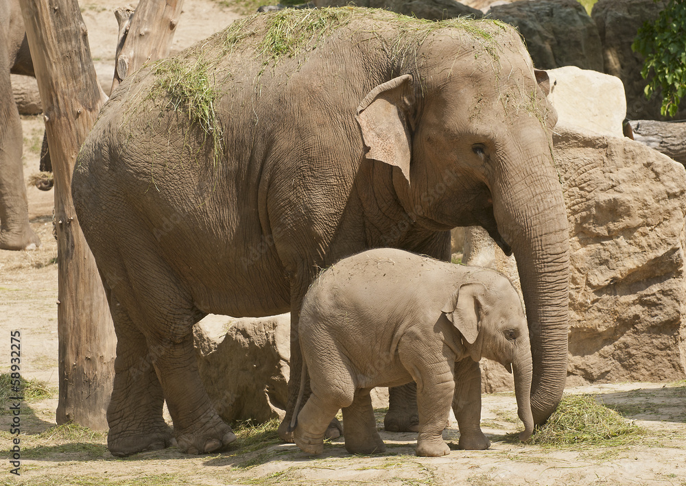 Fototapeta premium Elephant