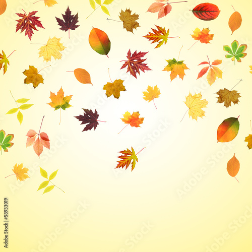 Collection of beautiful colored autumn leaves