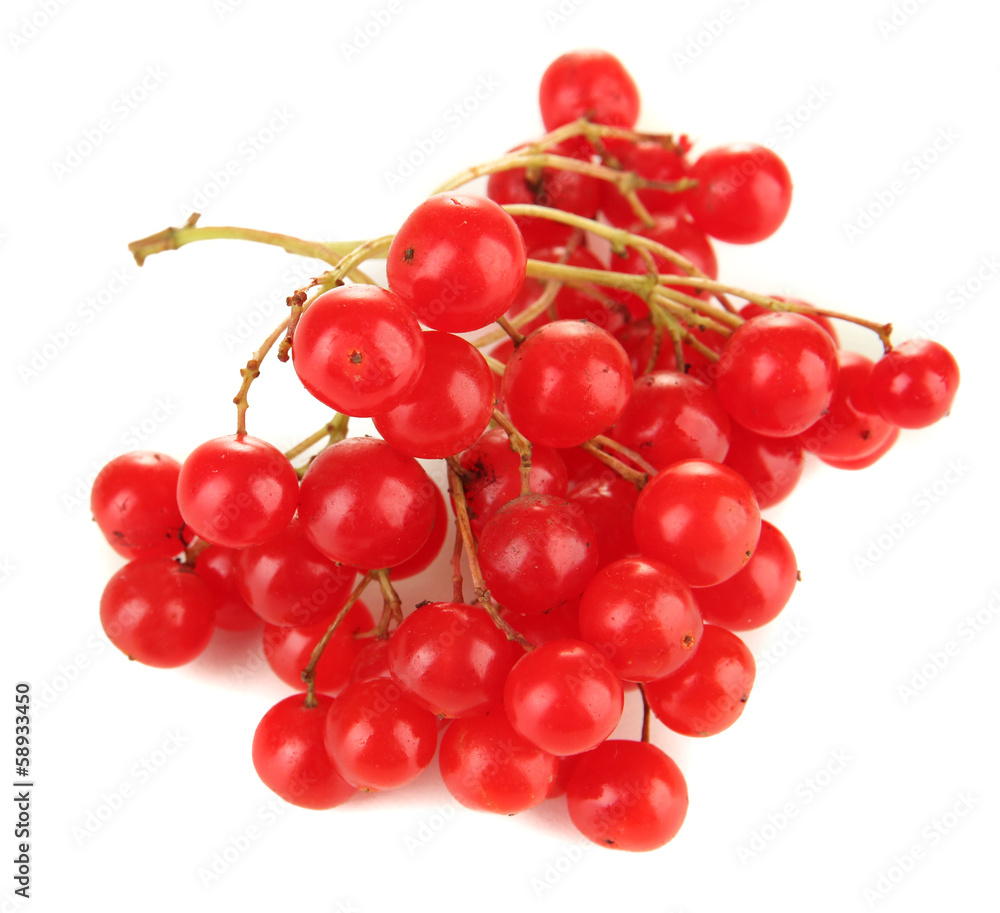 Red berries of viburnum isolated on white