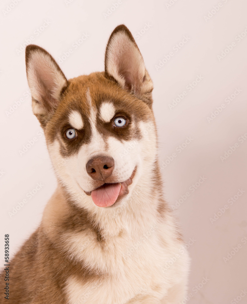 chiot husky sibérien chiot husky sibérien