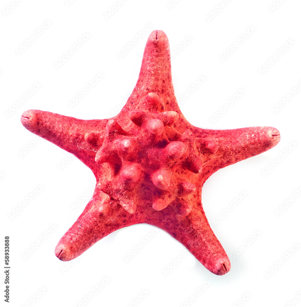 starfish starfish