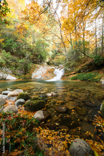 Fototapeta Naklejka Na Ścianę i Meble -  autumn,forest and stream,guang wu shan 