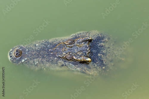 Head of a crocodile floating in the water.