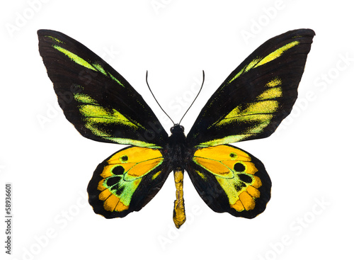 Butterfly Rothschild's Birdwing