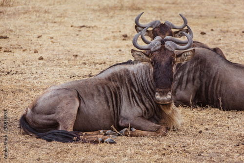 lying wildebeest family