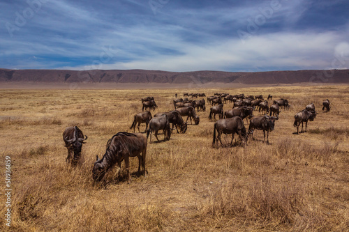 Herd of wildebeest standing © tsepova
