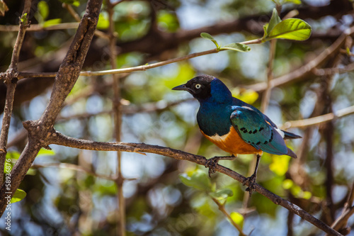Beautiful african starling on branch