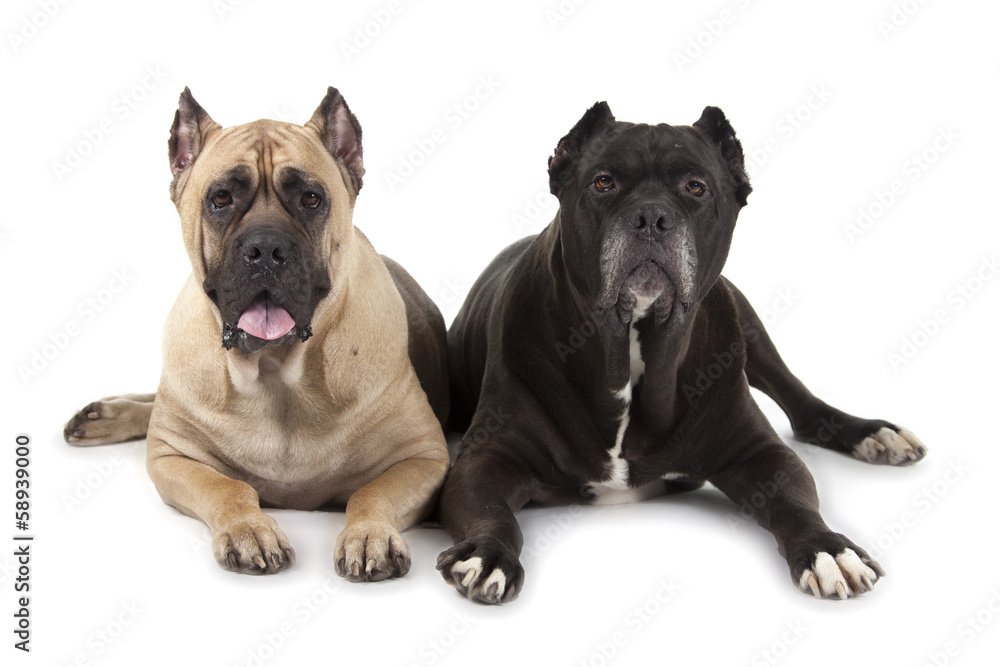 Cane Corso dogs on white background Cane Corso dogs on white background