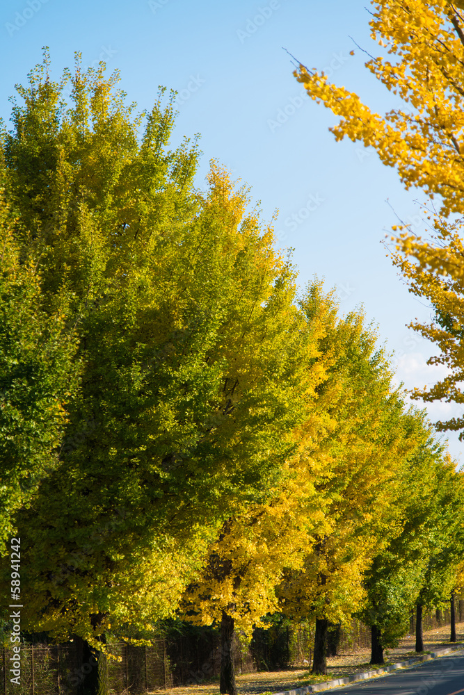 ginkgo trees on the way to become the yellow leaves ginkgo trees on the way to become the yellow leaves