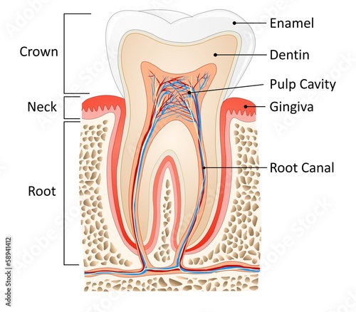 tooth medical anatomy #58941412