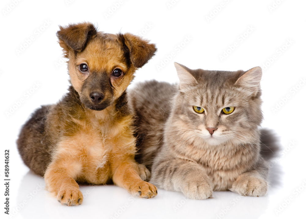 puppy and kitten together. isolated on white background puppy and kitten together. isolated on white background