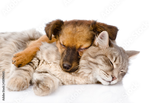 cat and dog sleeping together. isolated on white background
