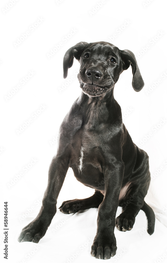 Fototapeta premium Smirking puppy