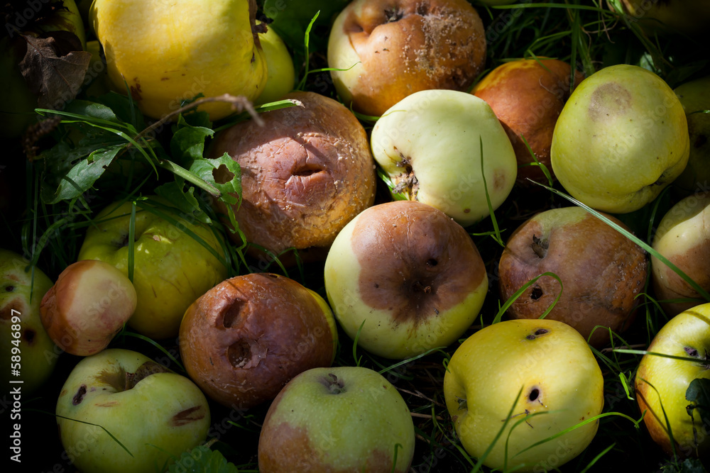 Heap of rotting and decomposing apples in the garden