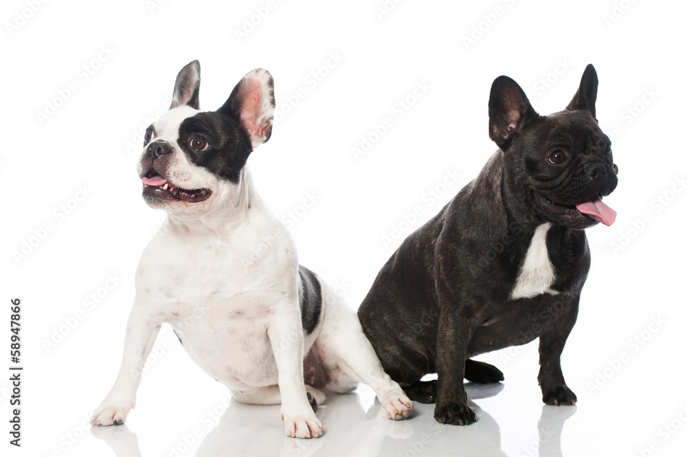 Französische Bulldoggen Französische Bulldoggen