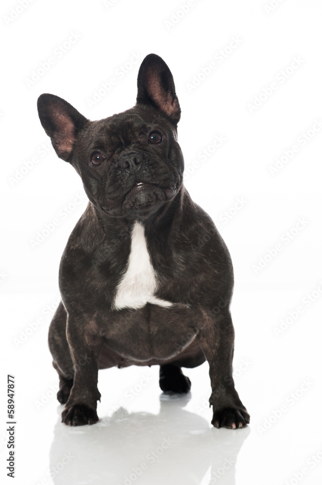 Französische Bulldogge Französische Bulldogge