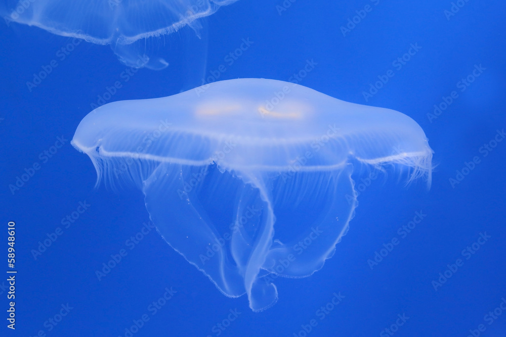 Obraz premium moon jellyfish in the water