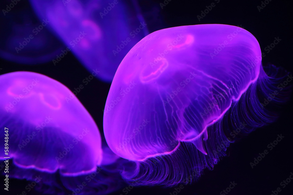 Fototapeta premium moon jellyfish in the water