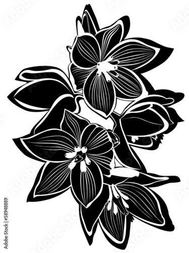 orchids