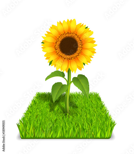 sunflower in the green grass