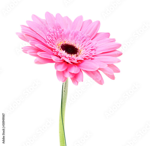 Gerbera flower isolated on white background