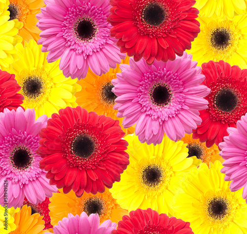 Gerbera flower seamless pattern background