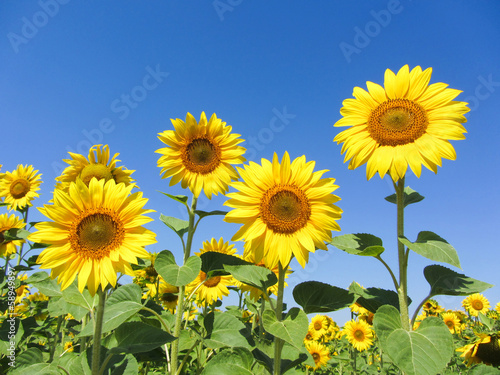 Sunflowers with clear blue sky