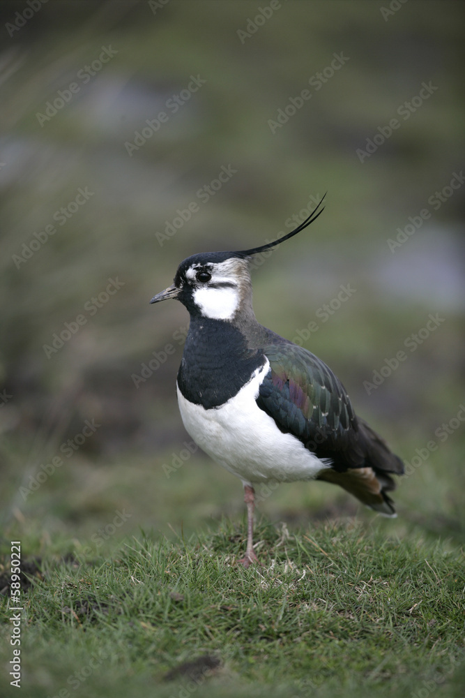 Northern lapwing, Vanellus vanellus Northern lapwing, Vanellus vanellus