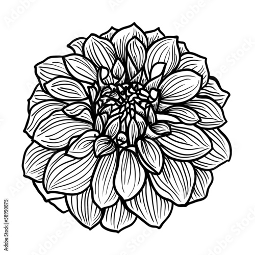 Hand drawn Dahlia flower
