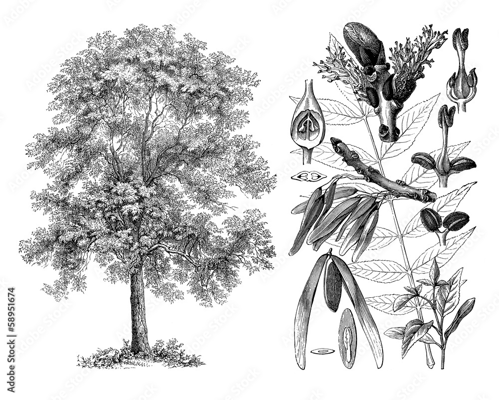 Ясень цветная схема. Растительные композиции ясень. Семя ясеня рисунок. Семена ясень пенсильванский рисунок. Цветок ясеня рисунок.