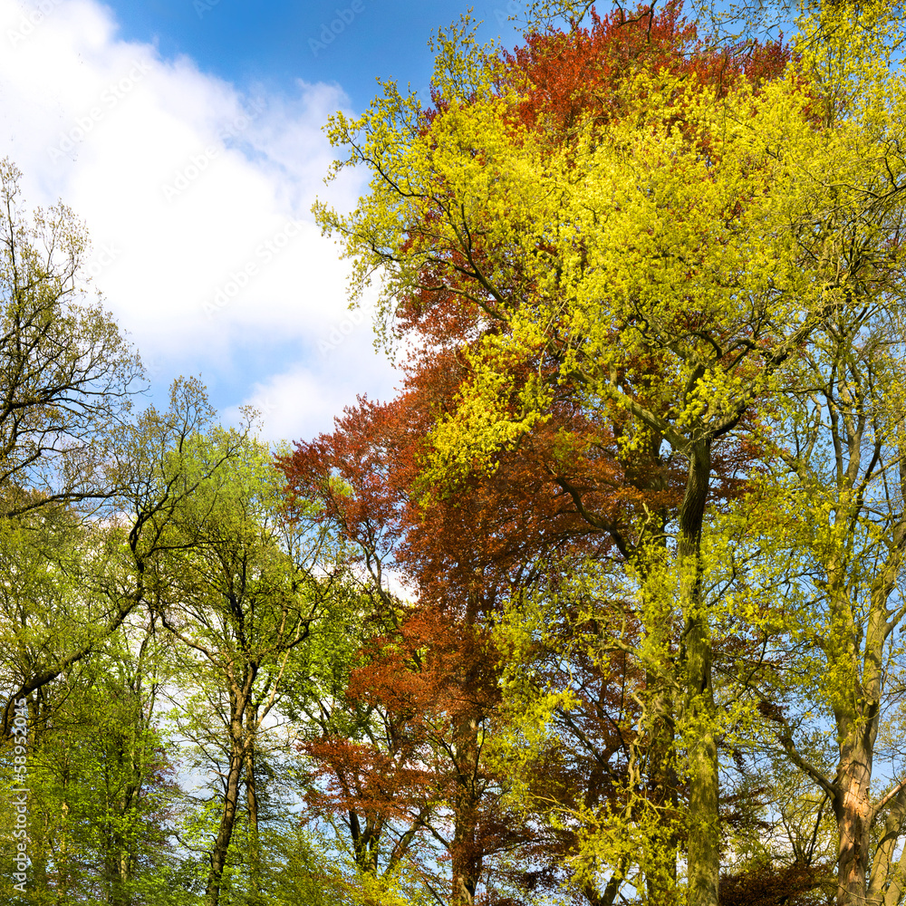 Spring tree crowns.