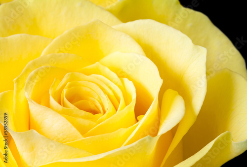 Close up image of yellow rose