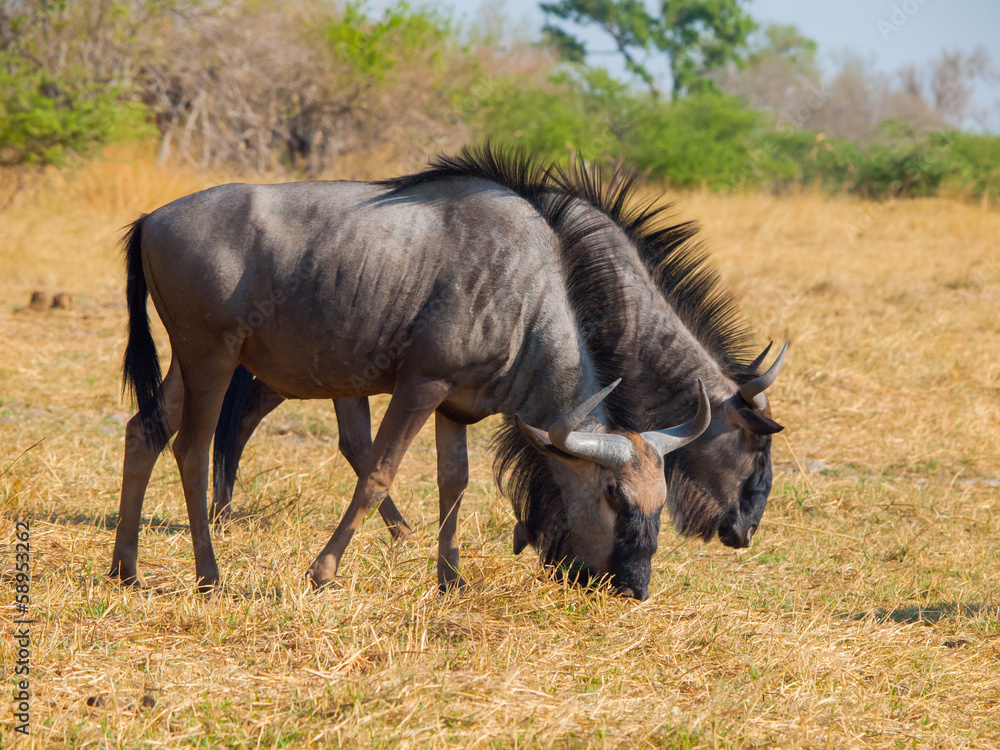 Blue wildebeest couple (gnu) Blue wildebeest couple (gnu)