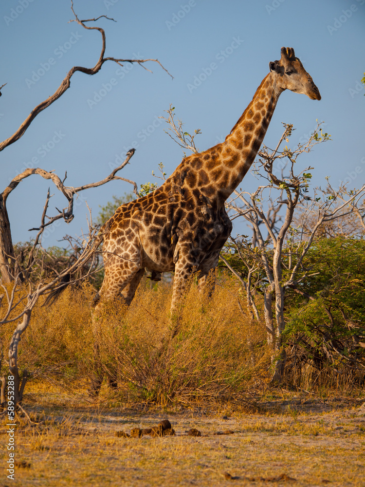 Obraz premium Giraffe in savanna
