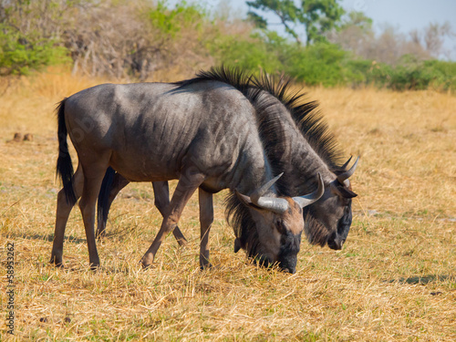 Fototapeta Naklejka Na Ścianę i Meble -  Blue wildebeest couple (gnu)