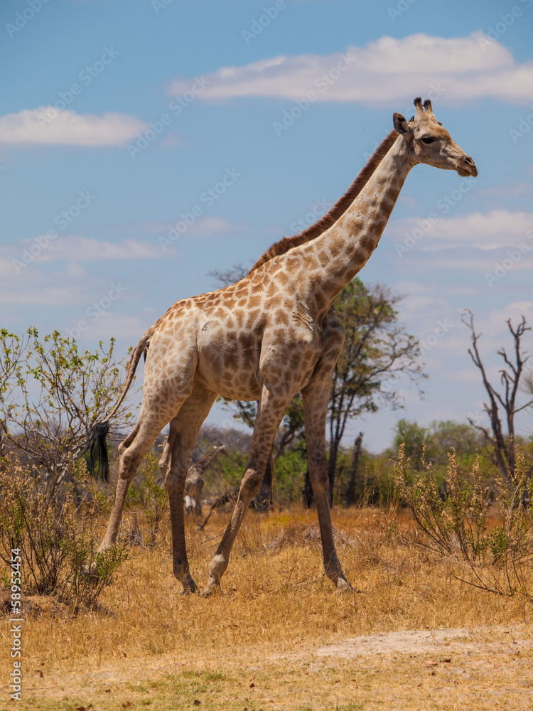 Obraz premium Giraffe in savanna