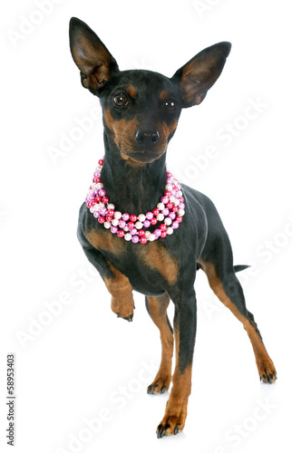 miniature pinscher