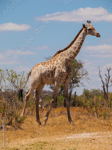 Giraffe in savanna