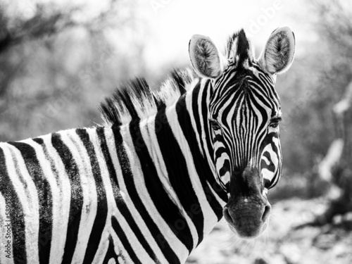 Zebra portrait in black and white