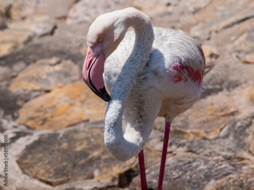 Flamingo detail