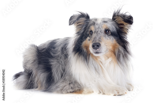 shetland dog