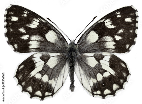 Isolated Marbled White butterfly