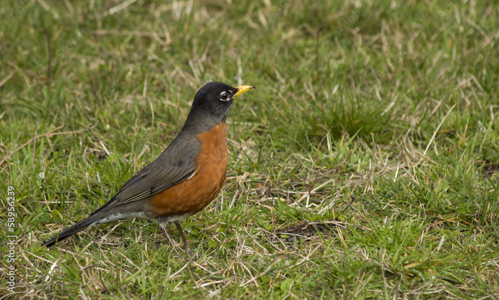 Robin Bird in Green Grass Robin Bird in Green Grass