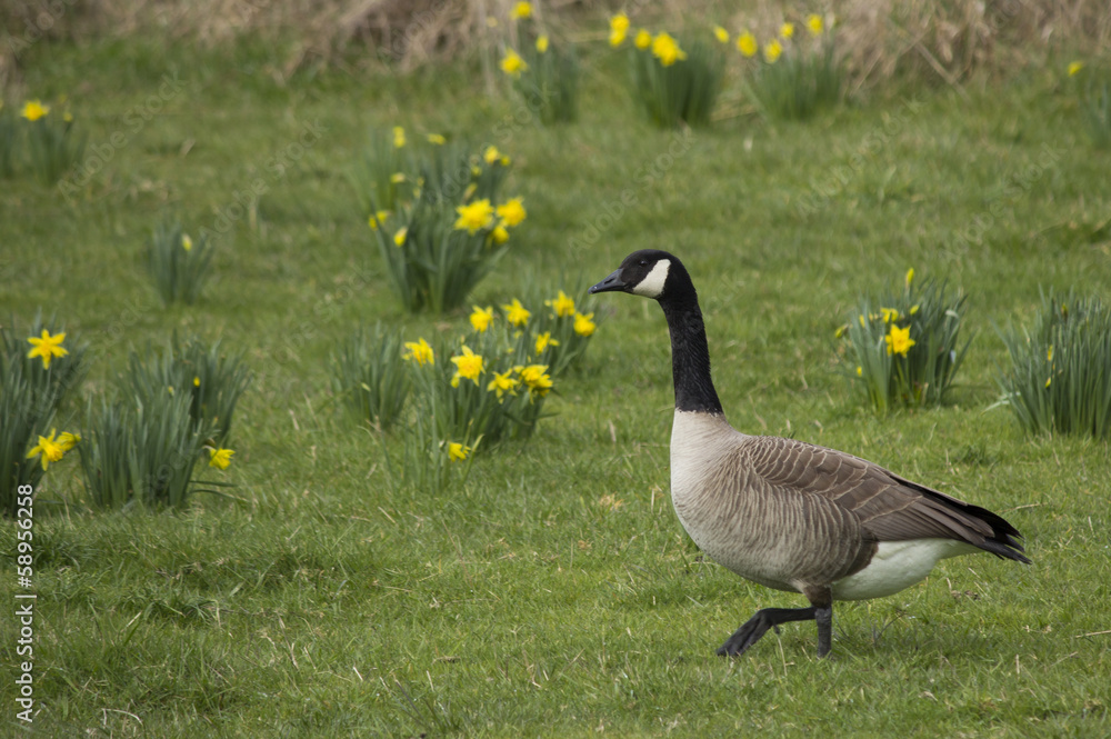 Single Canada Goose in Flower Meadow Single Canada Goose in Flower Meadow