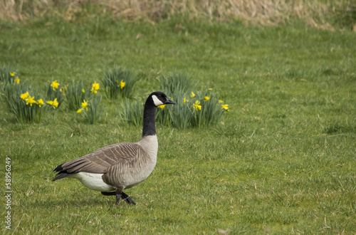 Single Canada Goose in Flower Meadow