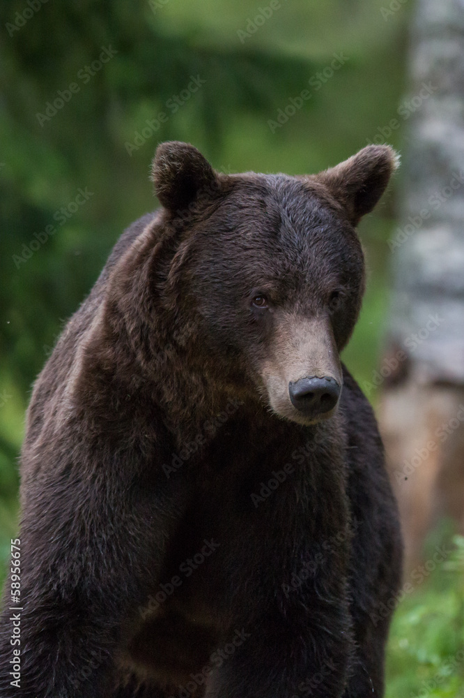 Brown bear in forest Brown bear in forest