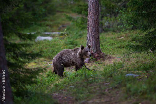 Brown Bear in Finnish Forest
