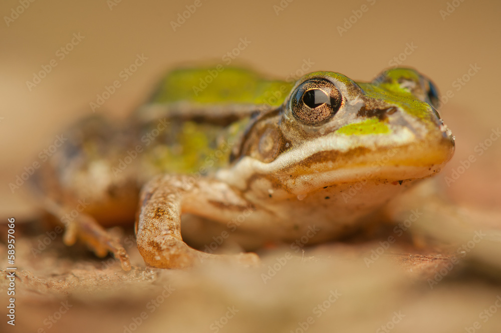 Fototapeta premium Frog