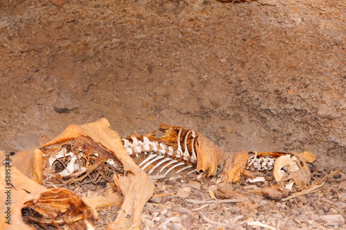 Mummified kangaroo, Australia